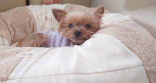 自律神経の乱れ