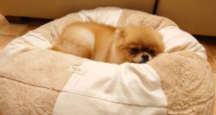 ぺこちゃんハマってます💛