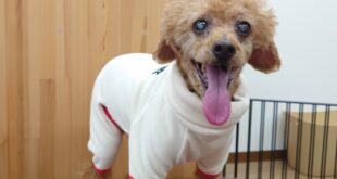 モデル🐶part４