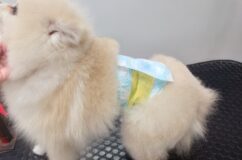 オムツする子に