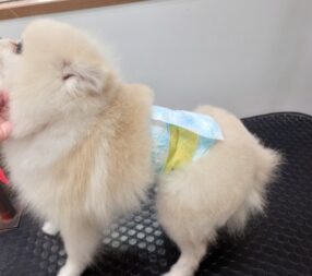 オムツする子に