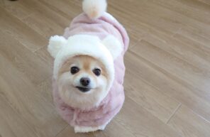 モデル🐶part７