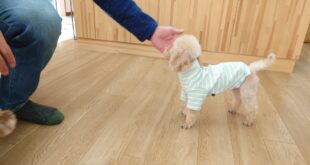 真心くんのお婿入り