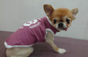 モデル🐶part８