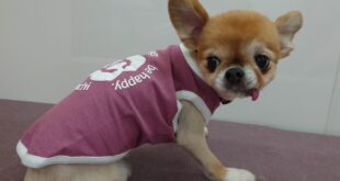 モデル🐶part８