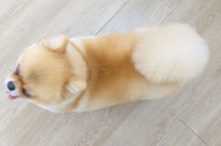 ぺこちゃんカットしました✂