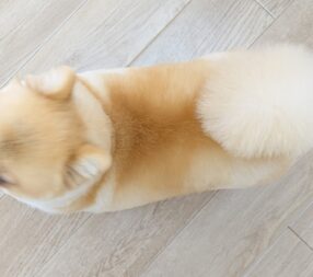 ぺこちゃんカットしました✂