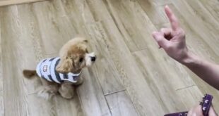 お散歩前のトレーニング