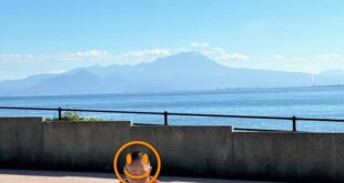 真心くんのその後