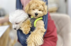 くったくたです