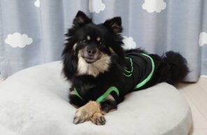 ジャスミンちゃん出勤します。