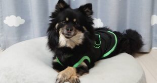 ジャスミンちゃん出勤します。