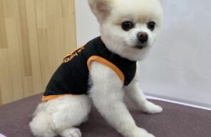 モデル🐶part１０