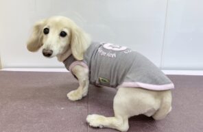 モデル🐶part１０