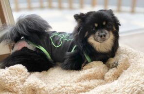 リタイヤ犬の里親募集！！