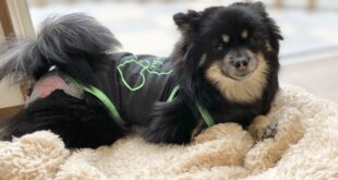 リタイヤ犬の里親募集！！