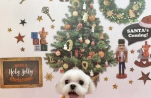 モデル🐶part１２