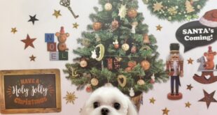 モデル🐶part１２