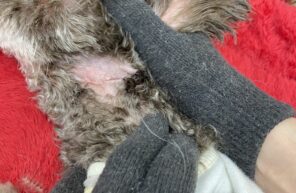 グロテスクな画像です。閲覧注意！！