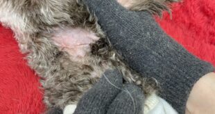 グロテスクな画像です。閲覧注意！！