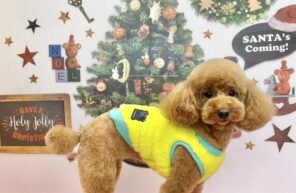 モデル🐶part１３