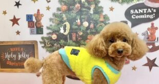 モデル🐶part１３