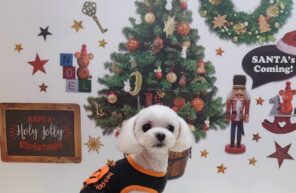 モデル🐶part１４