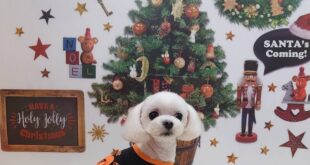 モデル🐶part１４