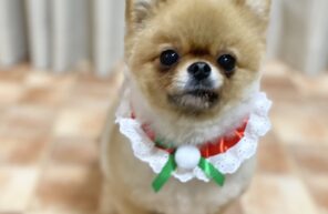 メリークリスマス🎄