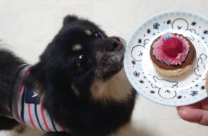 ジャスミンちゃんのクリスマス🎄