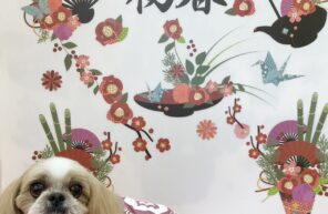 モデル🐶part１６