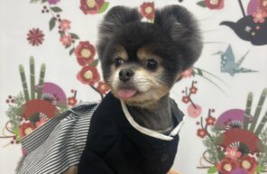 モデル🐶part１７