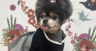 モデル🐶part１７