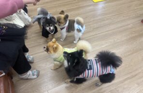 ポメ祭り🐶✨✨