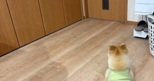 ぺこちゃんのその後