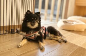 今年もありがとうございました。