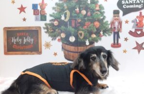 モデル🐶part１１