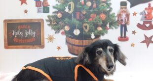 モデル🐶part１１