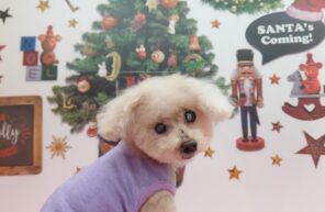 モデル🐶part１２