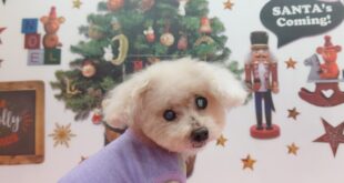 モデル🐶part１２