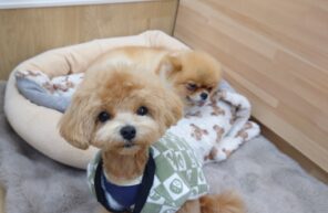 病み上がりなので