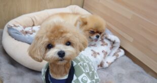 病み上がりなので