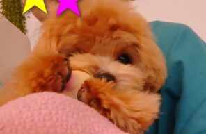 豚ちゃん大好き💛