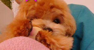 豚ちゃん大好き💛