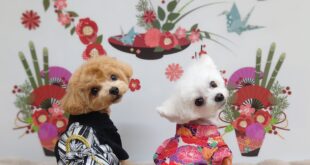 ２０２６年　明けましておめでとうございます🎍