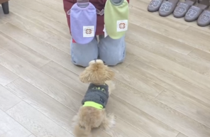 買っちゃいました( *´艸｀)