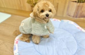 うちの王子が！！！！