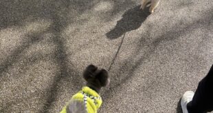 ポメ～ズの可愛いお散歩