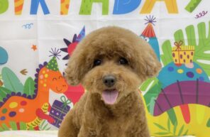 チョコちゃんお誕生日おめでとう🎉