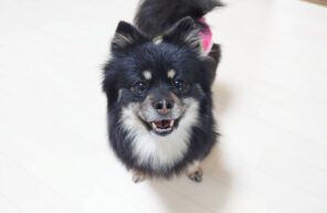 避妊手術に行ってきました